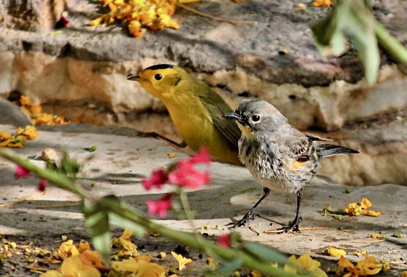 Yellow rumped and Wilson's warblers by Monkeystyle3000 is licensed under CC BY 2.0.